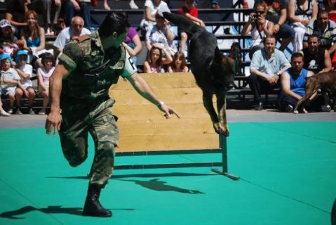 Marco 'Un compañero muy especial' Marco 'Un compañero muy especial'